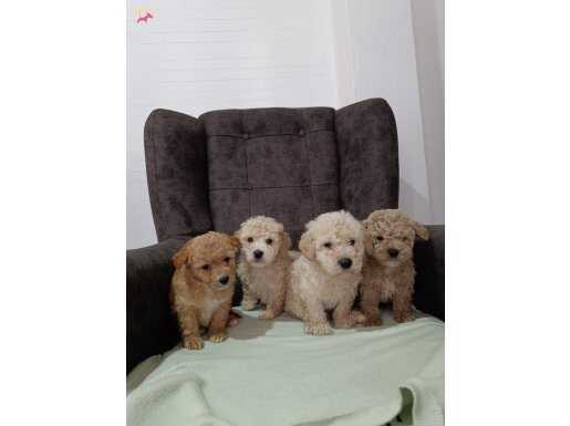 Maltipoo yavrular 