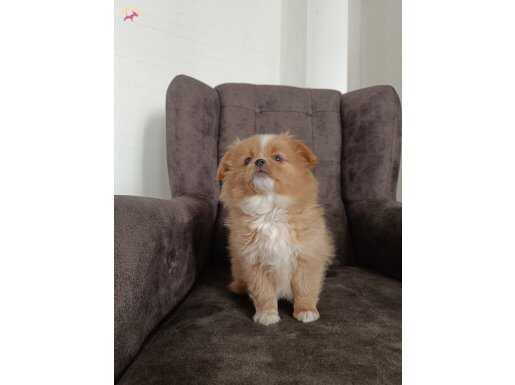Sevimliliğiyle Göz Kamaştıran Pomeranian Bo Yuvasını Arıyor