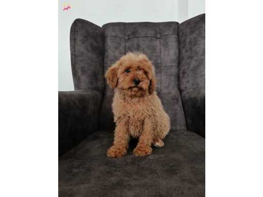 Poodle yavrumuz