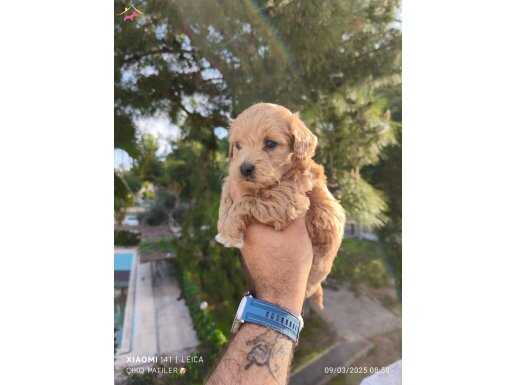 Maltipoo yavrular 