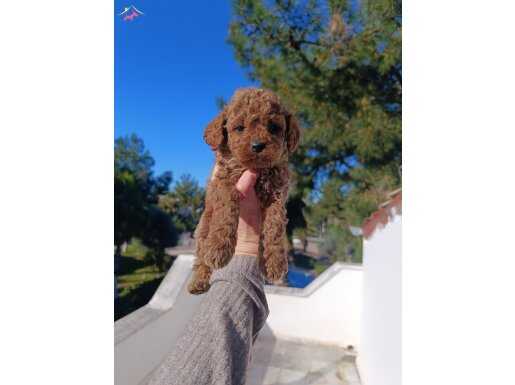Poodle bebekler 