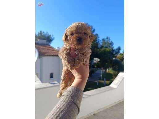Maltipoo yavrular 