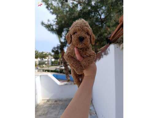 Poodle bebekler 