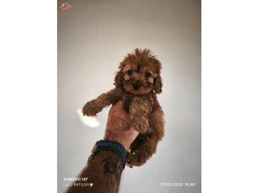 Maltipoo yavrularımız 