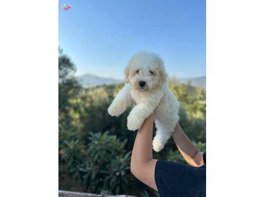 Maltese terrier