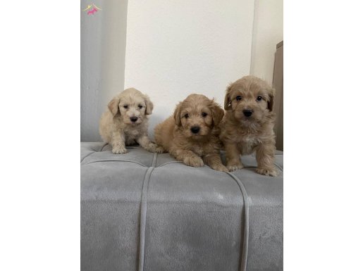 Tüy dökmeyen kokmayan özel peluş bebekler