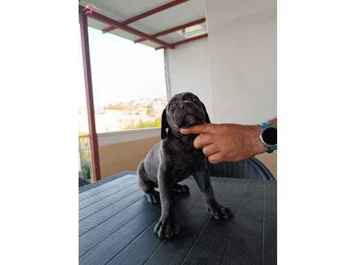 Cane corso yavrularımız 