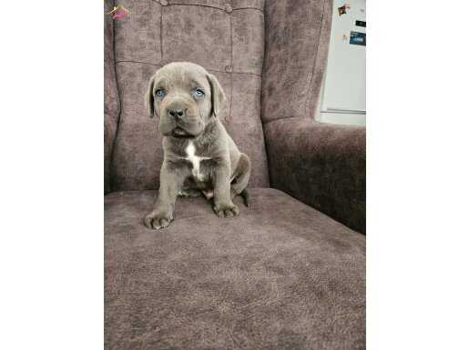 Cane corso yavrularımız 