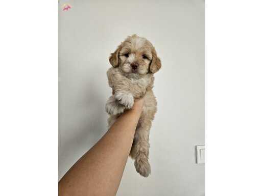 Maltipo yavrularımız 