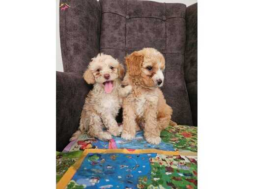 Maltipo yavrularımız 