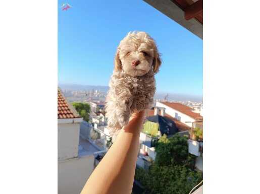 Maltipo yavrularımız 