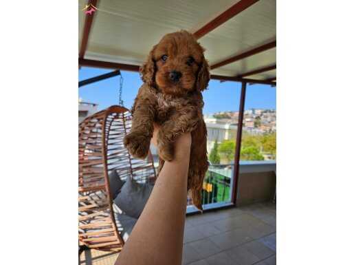 Maltipo yavrularımız 