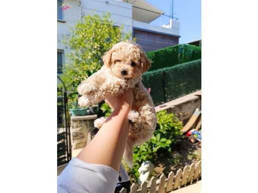 Poodle yavrularımız 