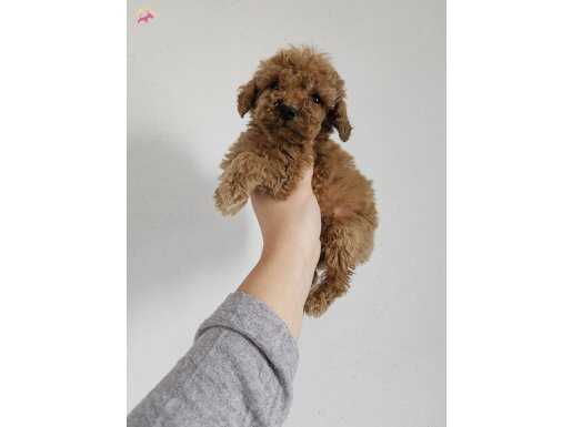 Poodle yavrularımız 