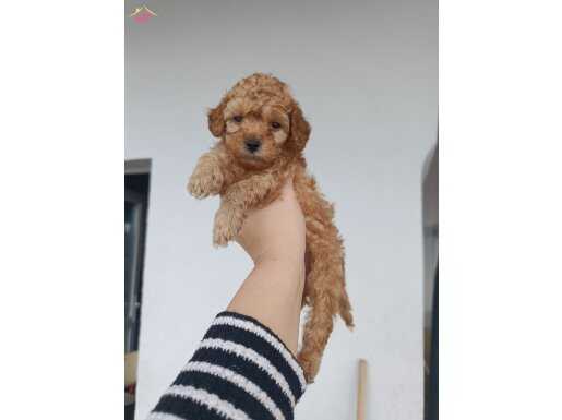 Toy poodle yavrularımız 