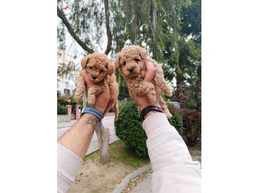 Poodle yavrularımız 