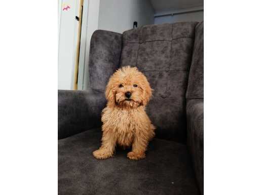 Maltipo yavrularımız 