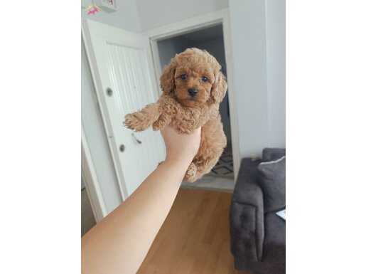 Toy poodle yavrularımız 