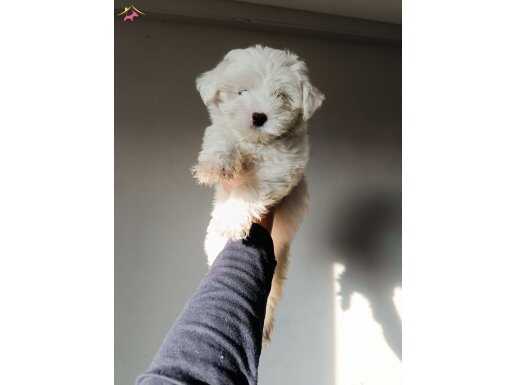 Maltese terrier