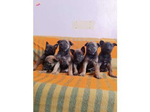 Belçika kurdu yavruları 