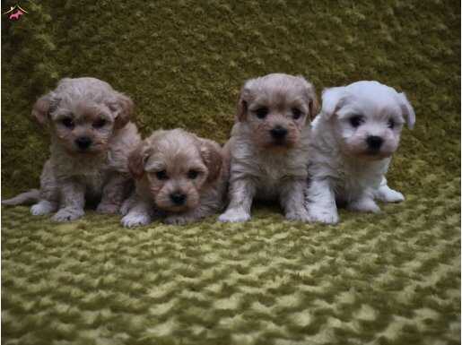 Maltipo yavrularımız 