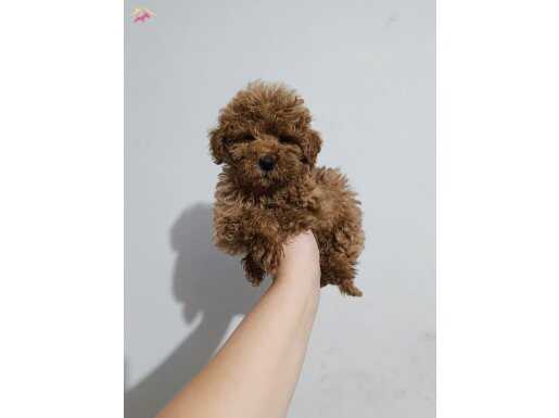 Poodle yavrularımız 