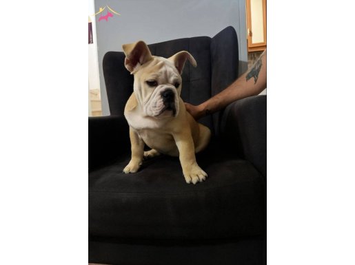 İngiliz bulldog 