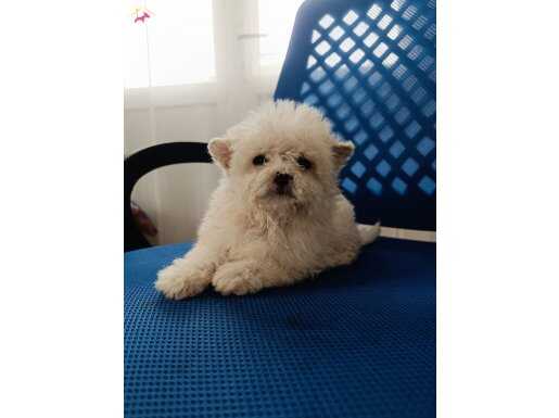 Maltipo yavrularımız 