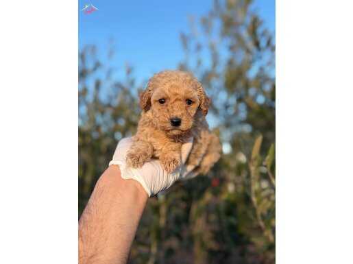 Poodle yavrularımız 