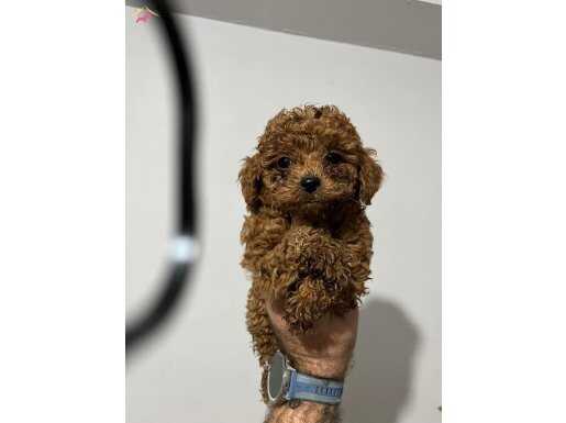 Poodle yavrularımız 