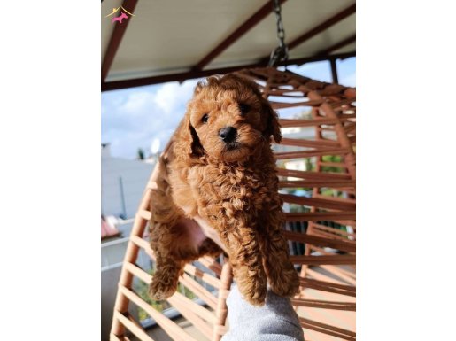 Toy poodle yavrularımız 