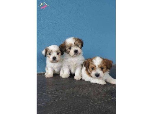 Morkie yavrularımız 