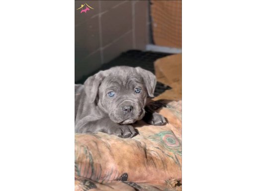 Cane corso yavrularımız 