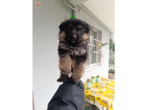 Karizmasıyla Hayran Bırakacak Maskeli Alman Kurdu Yavruları