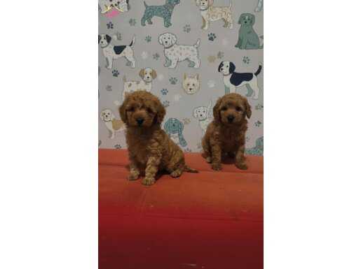 Sosyal Çevrelerin Yeni Yıldızı Oyuncak Poodle Yavruları