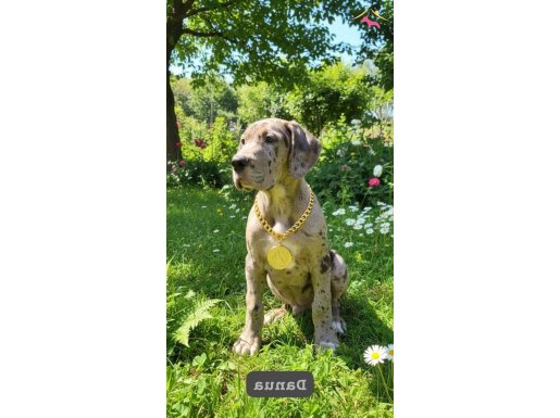 Karşıyaka’nın Dev Asaleti: 4 Aylık Benekli Danua Yavrusu