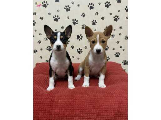 Sessizliğin Asaletini Taşıyan Basenji Yavrularımız 