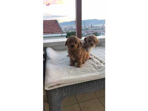 İpeksi Kızıl Maltipoo Yavruları | Sosyal ve Oyuncu Dostunuz