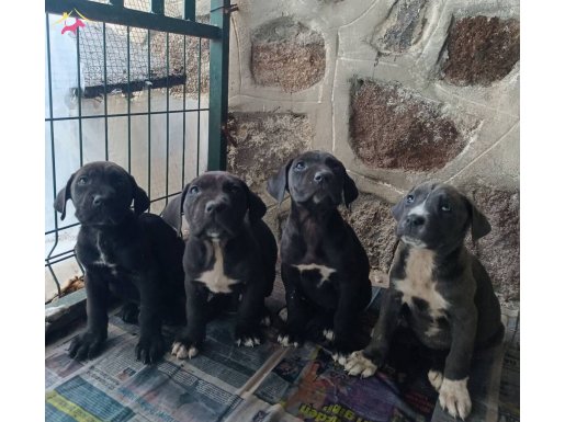 Heybetli ve Karakterli Cane Corso Yavruları
