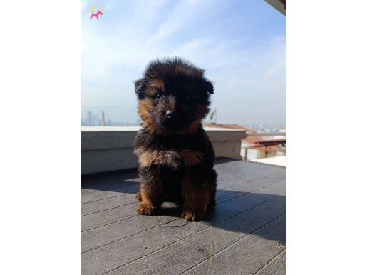 En Heybetli Maskesi: 2 Aylık Alman Kurdu Yavruları