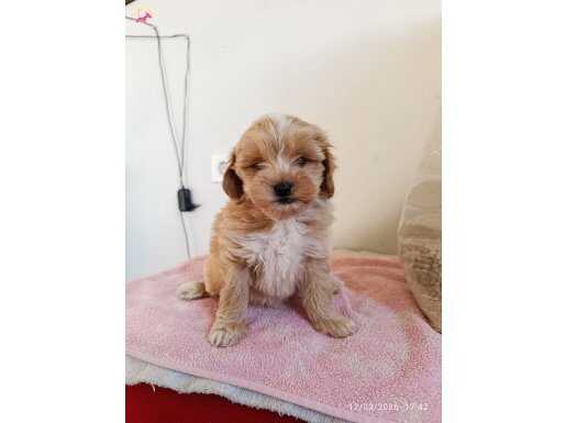 Maltipo yavrularımız 