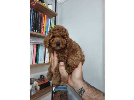 Meraklı Poodle Yavrularımız 
