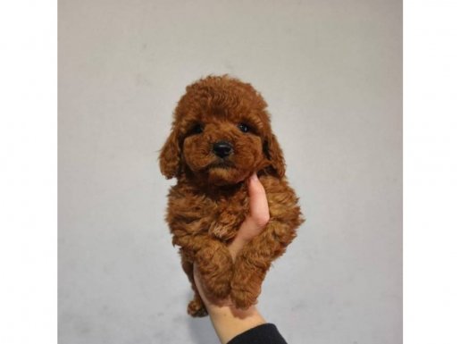 Dişi- Erkek Toy Poodle Yavrularımız 