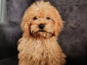 Maltipo yavrularımız 