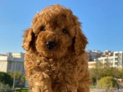 Toy poodle yavrularımız 