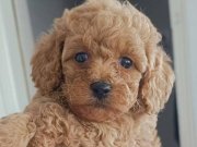 Toy poodle yavrularımız 