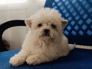 Maltipo yavrularımız 