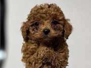 Poodle yavrularımız 