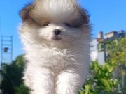 Pomerian boo yavrularımız 
