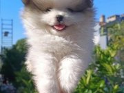 Pomerian boo yavrularımız 